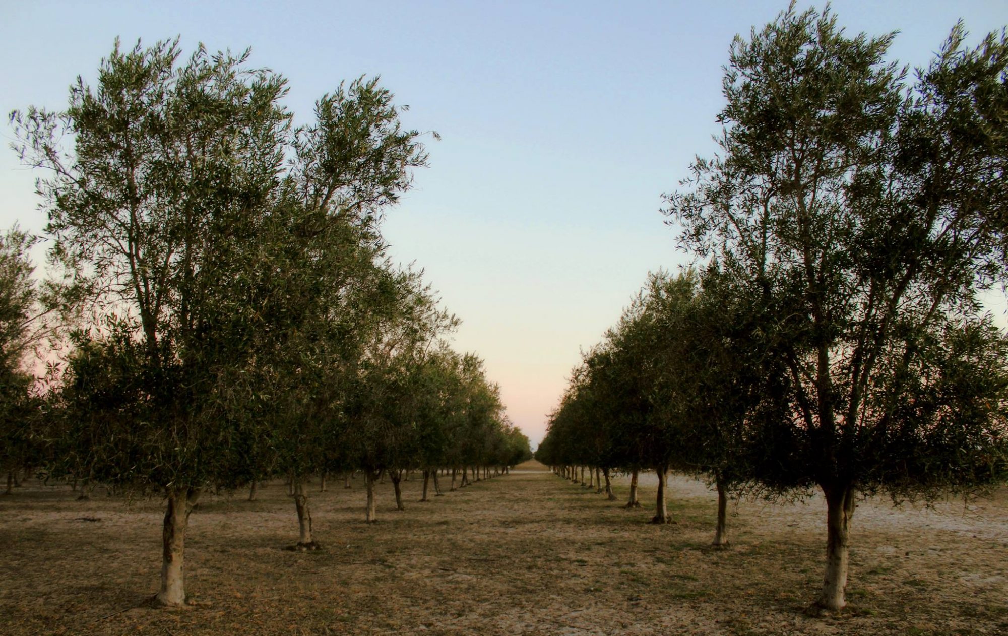 Regans Ridge Olives