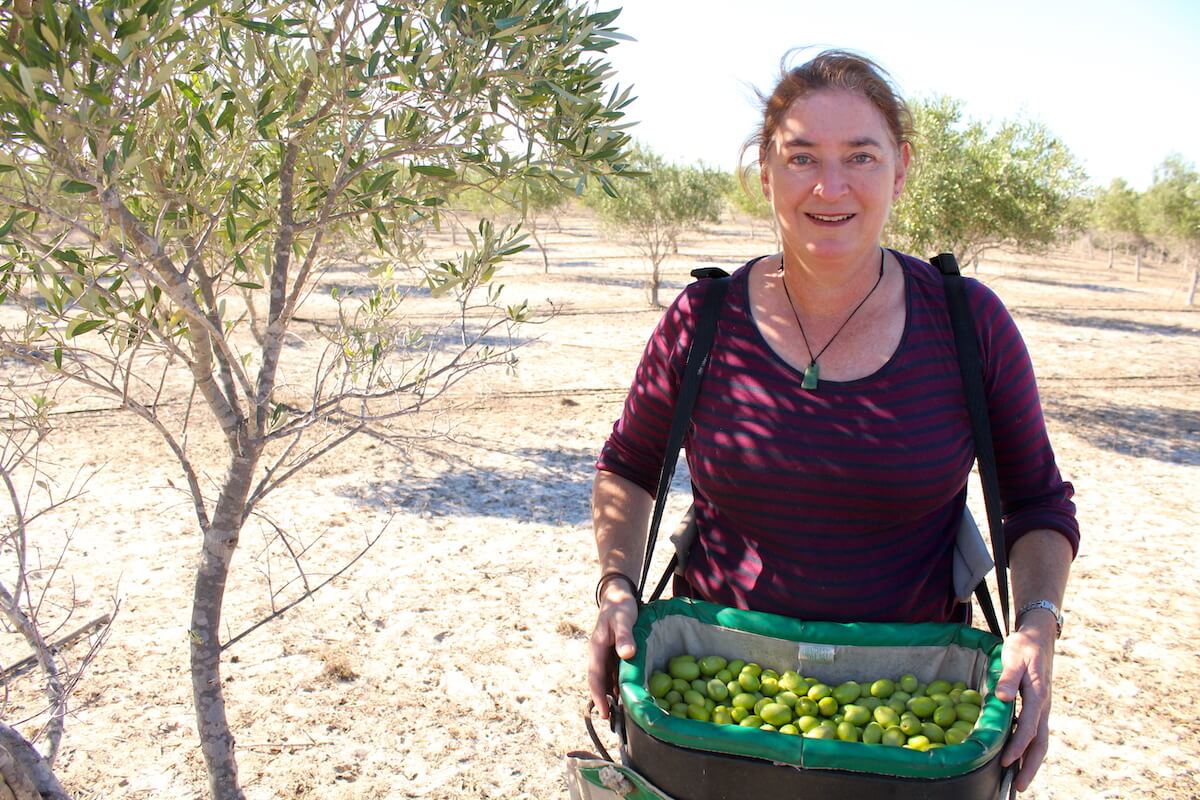 Olive harvester 