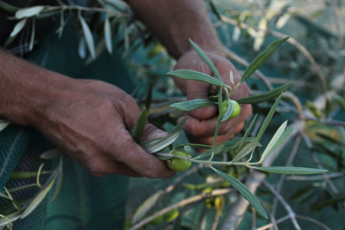 Hands picking olives from branch