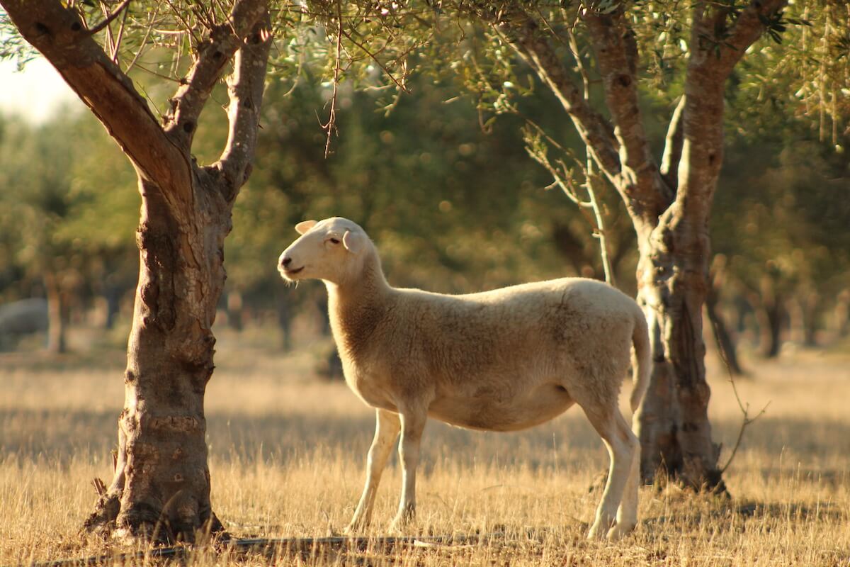 Sheep in olive grove