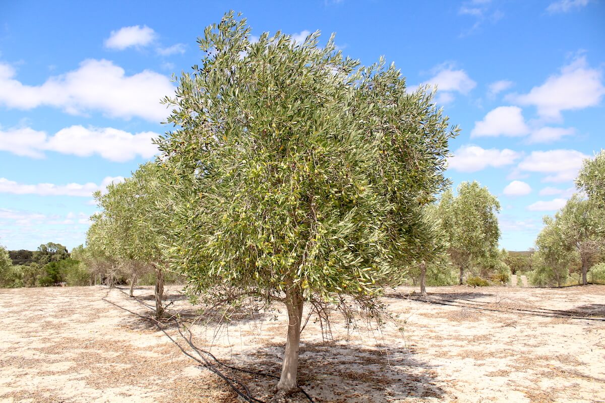 Olive tree