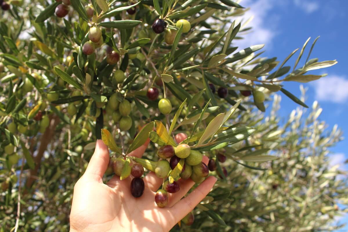 Olives hanging on branch 