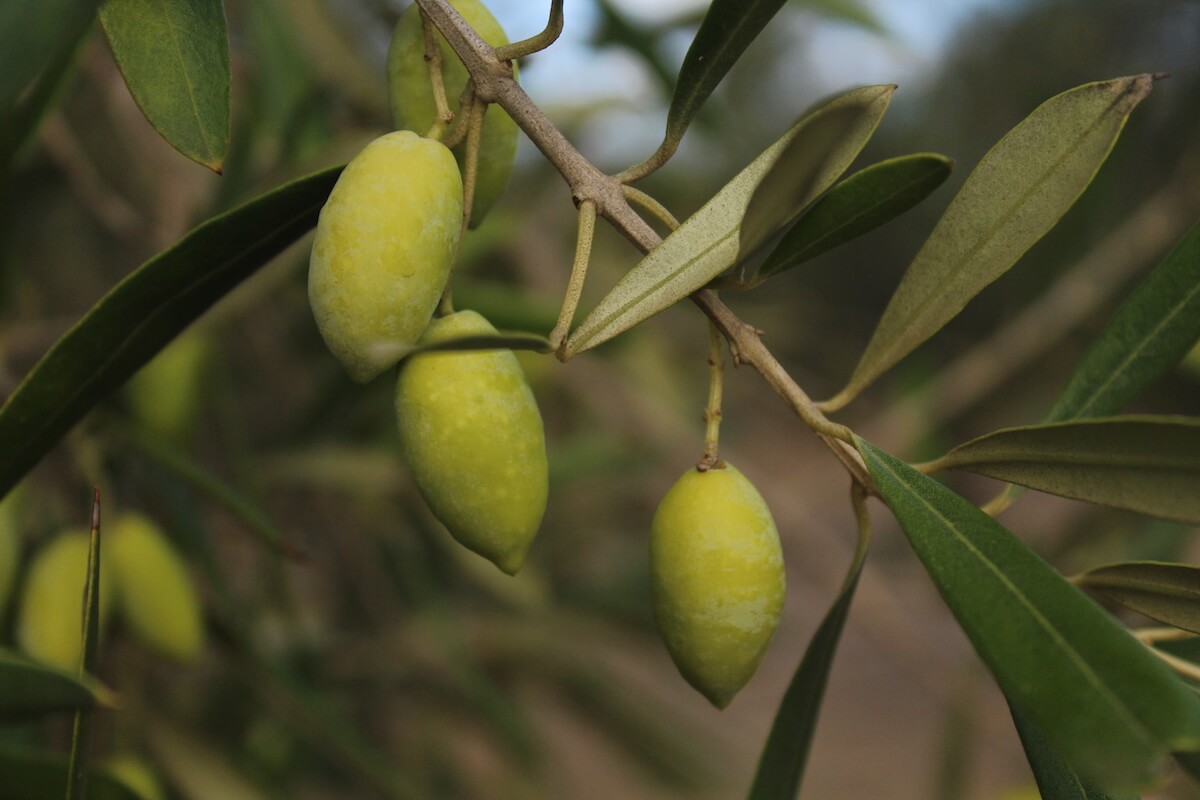 Green Barnea Olives