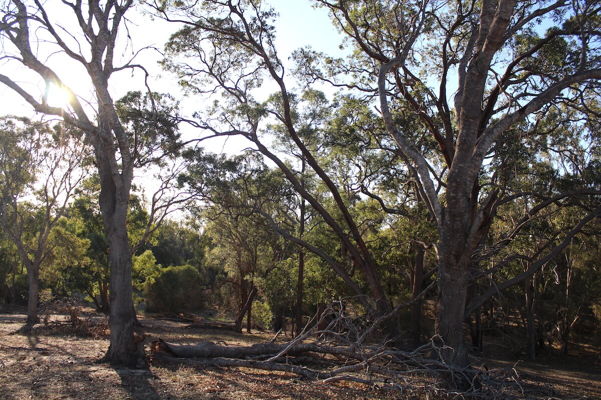 Bushland at Moore River